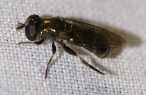 Réf. 247 044 : Eumerus ornatus